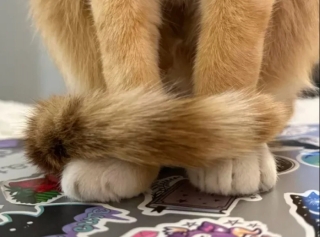 Illustration de l'article : 14 adorables photos de chats qui attendriraient même le plus dur des cœurs