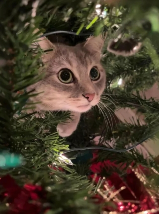 Illustration de l'article : 14 adorables photos de chats qui attendriraient même le plus dur des cœurs