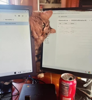 Illustration de l'article : 14 adorables photos de chats qui attendriraient même le plus dur des cœurs
