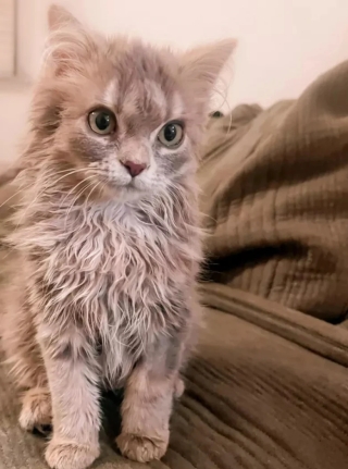Illustration de l'article : 14 adorables photos de chats qui attendriraient même le plus dur des cœurs