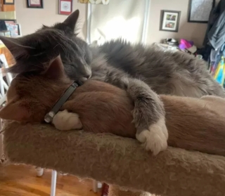 Illustration de l'article : 14 adorables photos de chats qui attendriraient même le plus dur des cœurs