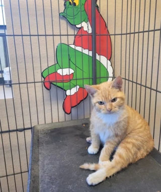 Illustration de l'article : 14 adorables photos de chats qui attendriraient même le plus dur des cœurs
