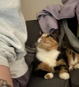 Illustration de l'article : 14 adorables photos de chats qui attendriraient même le plus dur des cœurs