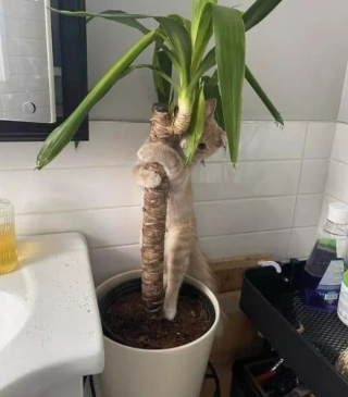 Illustration de l'article : 14 adorables photos de chats qui attendriraient même le plus dur des cœurs