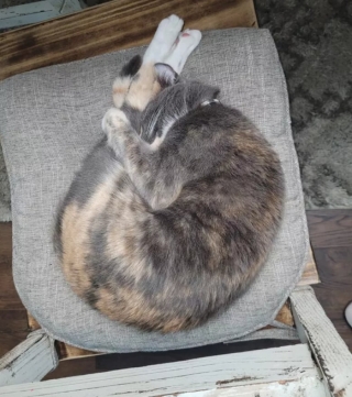 Illustration de l'article : 14 adorables photos de chats qui attendriraient même le plus dur des cœurs