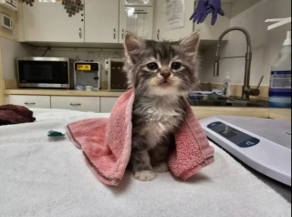 Illustration de l'article : 14 adorables photos de chats qui attendriraient même le plus dur des cœurs