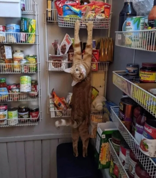 Illustration de l'article : 14 adorables photos de chats qui attendriraient même le plus dur des cœurs