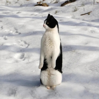 Illustration de l'article : 18 photos de chats curieux qui se prennent pour des suricates