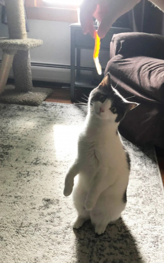 Illustration de l'article : 18 photos de chats curieux qui se prennent pour des suricates