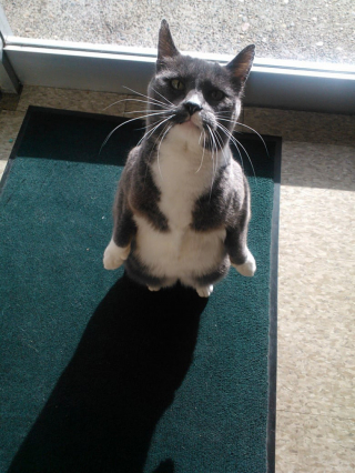Illustration de l'article : 18 photos de chats curieux qui se prennent pour des suricates