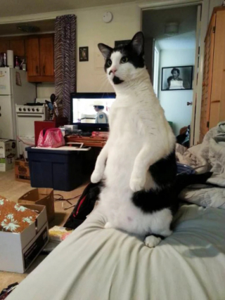Illustration de l'article : 18 photos de chats curieux qui se prennent pour des suricates