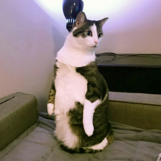 Illustration de l'article : 18 photos de chats curieux qui se prennent pour des suricates