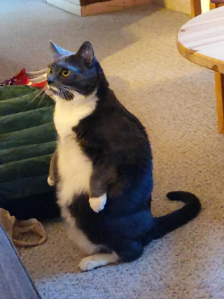 Illustration de l'article : 18 photos de chats curieux qui se prennent pour des suricates