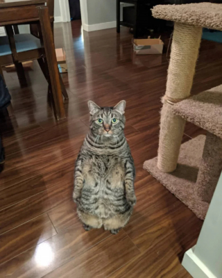 Illustration de l'article : 18 photos de chats curieux qui se prennent pour des suricates