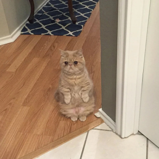 Illustration de l'article : 18 photos de chats curieux qui se prennent pour des suricates