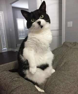 Illustration de l'article : 18 photos de chats curieux qui se prennent pour des suricates