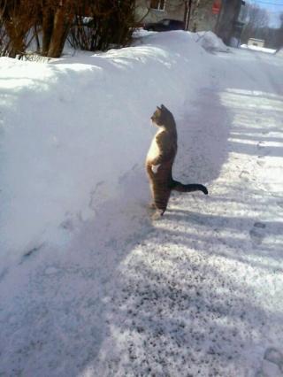Illustration de l'article : 18 photos de chats curieux qui se prennent pour des suricates