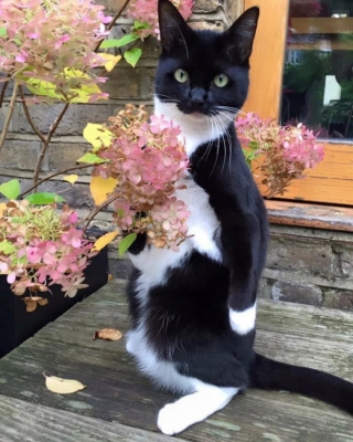 Illustration de l'article : 18 photos de chats curieux qui se prennent pour des suricates