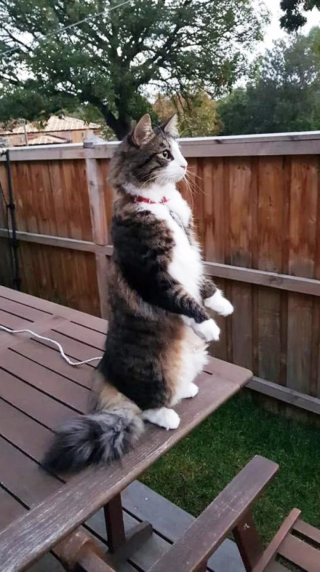 Illustration de l'article : 18 photos de chats curieux qui se prennent pour des suricates