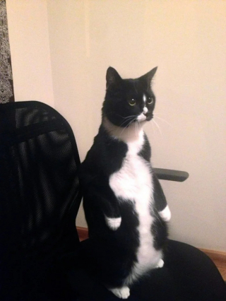 Illustration de l'article : 18 photos de chats curieux qui se prennent pour des suricates