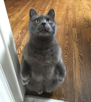 Illustration de l'article : 18 photos de chats curieux qui se prennent pour des suricates