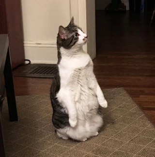 Illustration de l'article : 18 photos de chats curieux qui se prennent pour des suricates