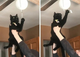 Illustration de l'article : 19 photos attendrissantes de chats chouchoutés par leurs parents humains