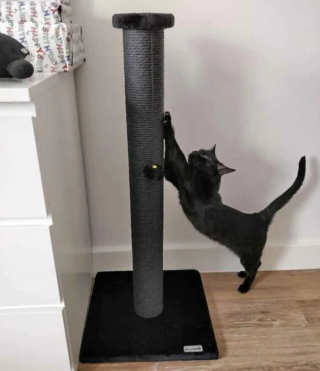 Illustration de l'article : 19 photos attendrissantes de chats chouchoutés par leurs parents humains