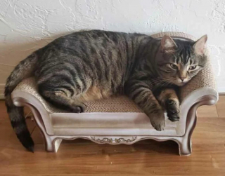 Illustration de l'article : 19 photos attendrissantes de chats chouchoutés par leurs parents humains
