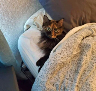 Illustration de l'article : 19 photos attendrissantes de chats chouchoutés par leurs parents humains