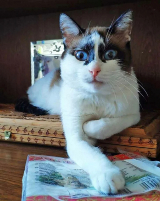 Illustration de l'article : 19 photos attendrissantes de chats chouchoutés par leurs parents humains