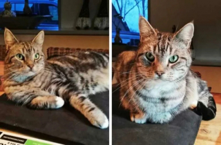 Illustration de l'article : 19 photos attendrissantes de chats chouchoutés par leurs parents humains
