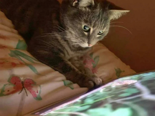 Illustration de l'article : 19 photos attendrissantes de chats chouchoutés par leurs parents humains