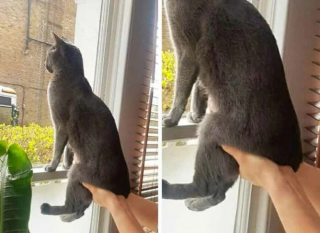 Illustration de l'article : 19 photos attendrissantes de chats chouchoutés par leurs parents humains