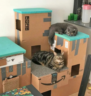 Illustration de l'article : 19 photos attendrissantes de chats chouchoutés par leurs parents humains