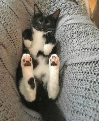 Illustration de l'article : 19 photos attendrissantes de chats chouchoutés par leurs parents humains