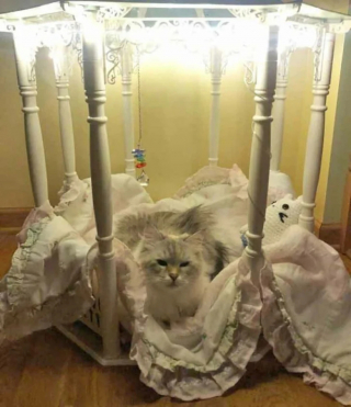 Illustration de l'article : 19 photos attendrissantes de chats chouchoutés par leurs parents humains
