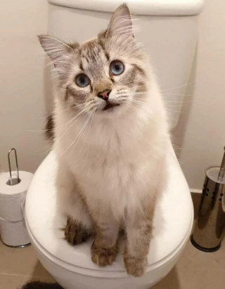 Illustration de l'article : 19 photos attendrissantes de chats chouchoutés par leurs parents humains