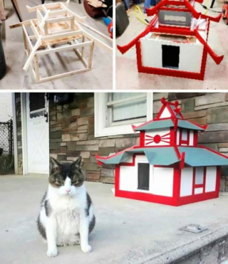 Illustration de l'article : 19 photos attendrissantes de chats chouchoutés par leurs parents humains