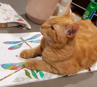 Illustration de l'article : 19 photos attendrissantes de chats chouchoutés par leurs parents humains