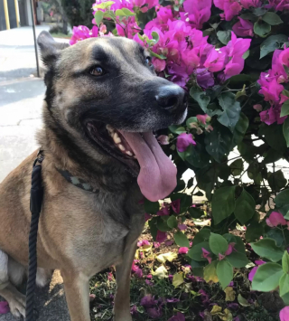 Illustration de l'article : Après 6 mois d’absence, une jeune femme réserve la plus belle des surprises à son chien dans un parc