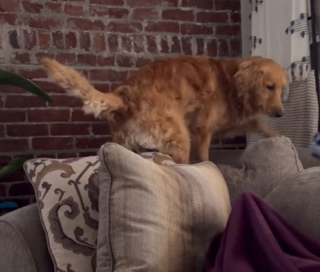Illustration de l'article : En admiration devant le chat de la maison, un Golden Retriever imite tous ses faits et gestes (vidéo)