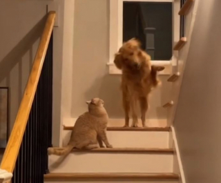 Illustration de l'article : En admiration devant le chat de la maison, un Golden Retriever imite tous ses faits et gestes (vidéo)