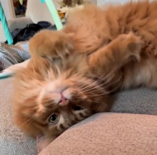 Illustration de l'article : Ce chat tombe de fatigue après avoir veillé sur le nouveau-né de la famille toute la nuit (vidéo)