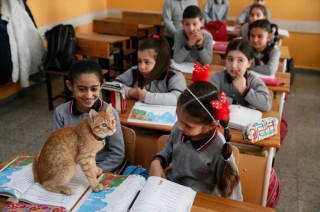 Illustration de l'article : Ce chat errant a élu domicile dans une salle de classe, les élèves l'adorent