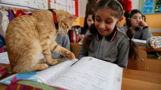 Illustration de l'article : Ce chat errant a élu domicile dans une salle de classe, les élèves l'adorent