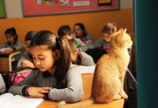 Illustration de l'article : Ce chat errant a élu domicile dans une salle de classe, les élèves l'adorent