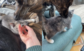Illustration de l'article : Elle pense que son chien réagira mal à l'arrivée d'un chaton et se rend compte qu'elle avait tort en voyant son bonheur (vidéo)