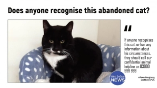 Illustration de l'article : Un chat se cache dans le canapé qui devait aller aux ordures et perd ses maîtres