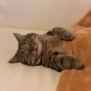 Illustration de l'article : 17 photos de chats qui sont encore plus adorables lorsqu’ils font la sieste